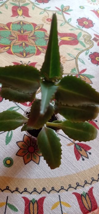 Коланхое лечебное и другие.