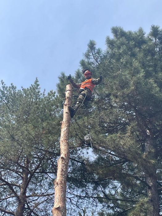 Спил, обрезка деревьев