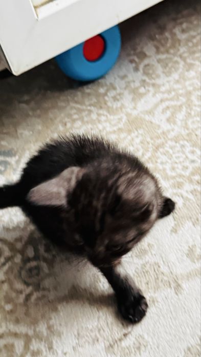 Отдам шустрого котенка