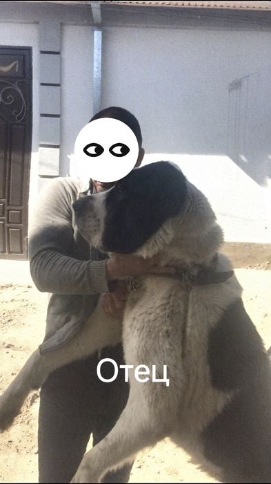 Алабай 8и месячный щенок