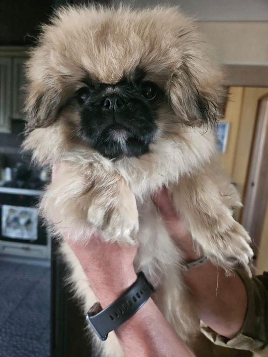 Продам щенков Пекинеса