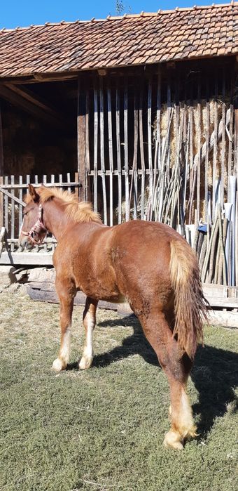 De vânzare: mânz de 5 luni