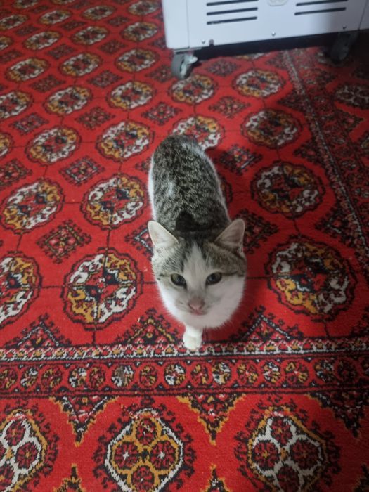 Mushuklar beriladi tekin