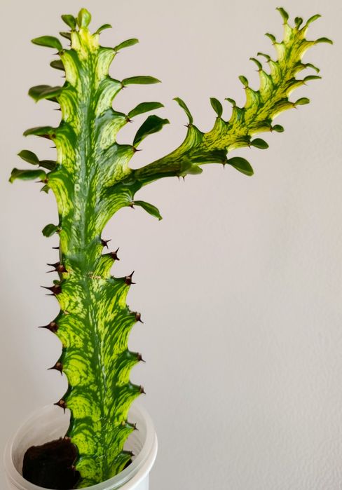 Эуфорбия Lactea Variegara