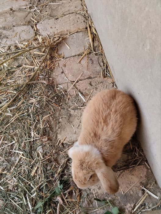 Декоративные вислоухие кролики