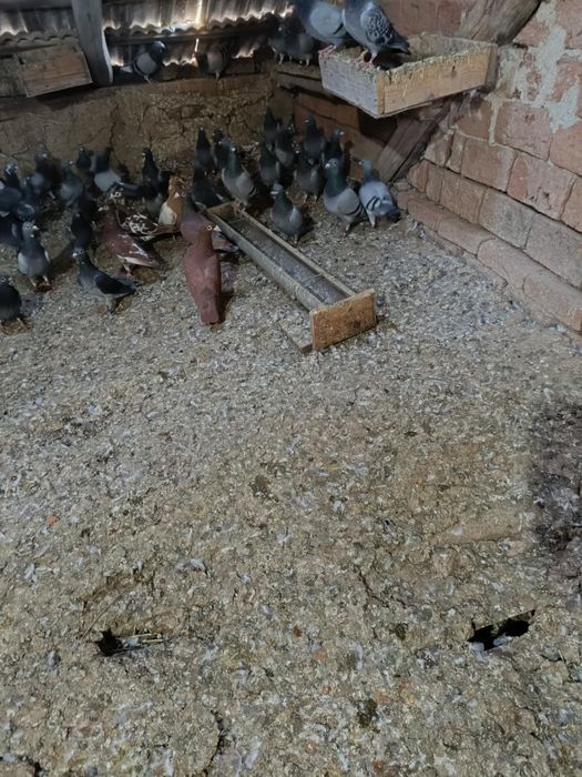 Vând porumbei voiajori