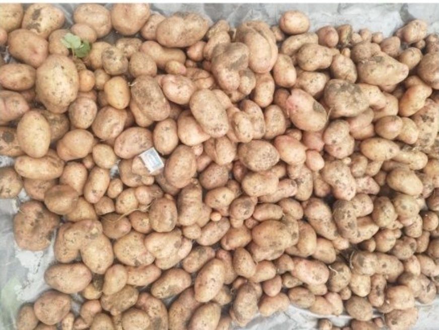 Продаю дачный картофель