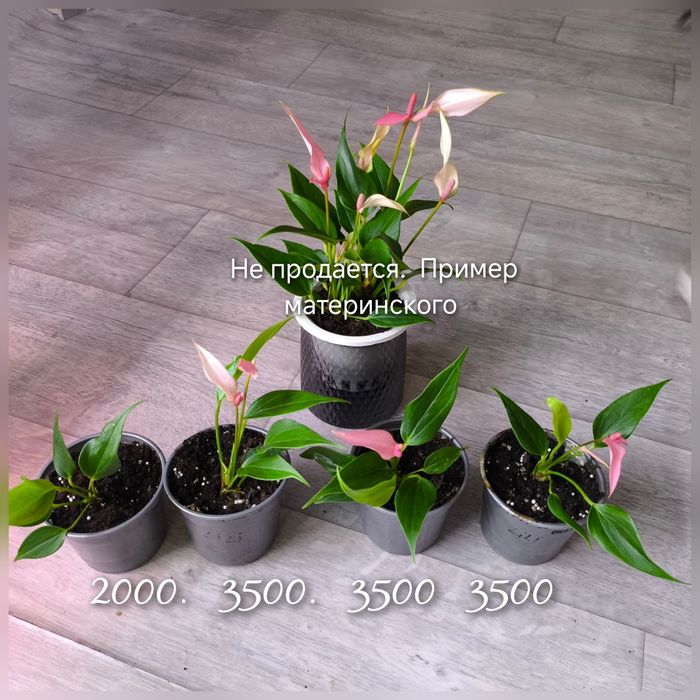 Мужское счастье 8 сортов антуриум