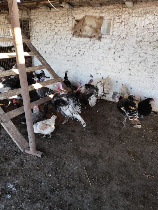 Vând curcani crescuți natural