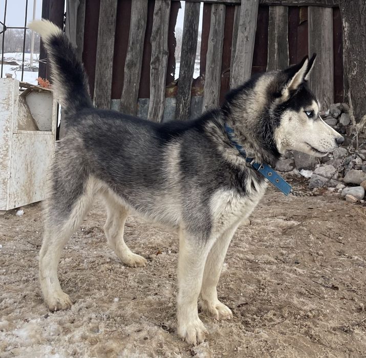 Сибирский Хаски.