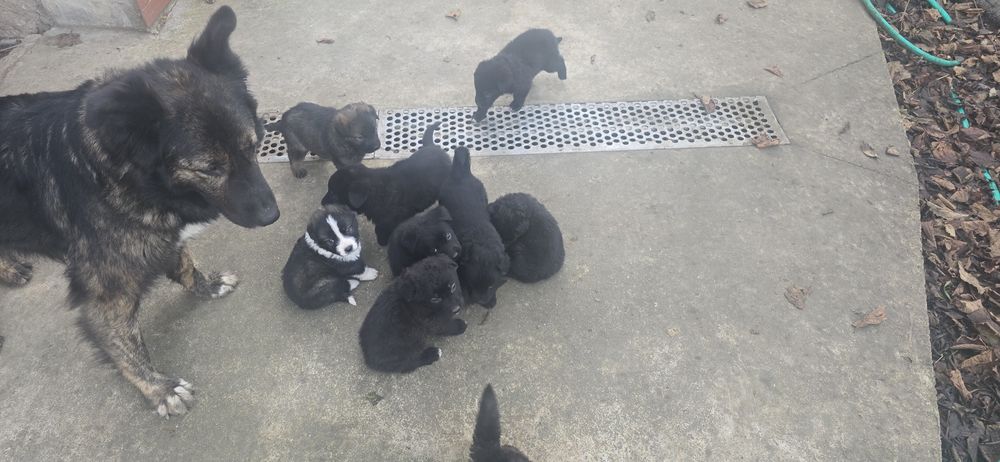 Подарявам кучета Немски овчарки-каракачнки