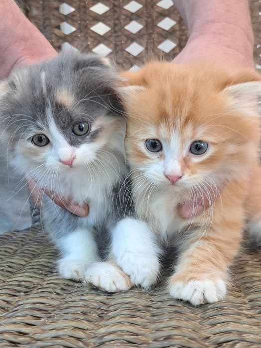 Продаётся котёнок