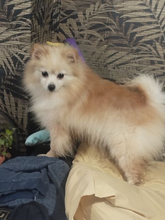 Померан женско  за повече инф на лично