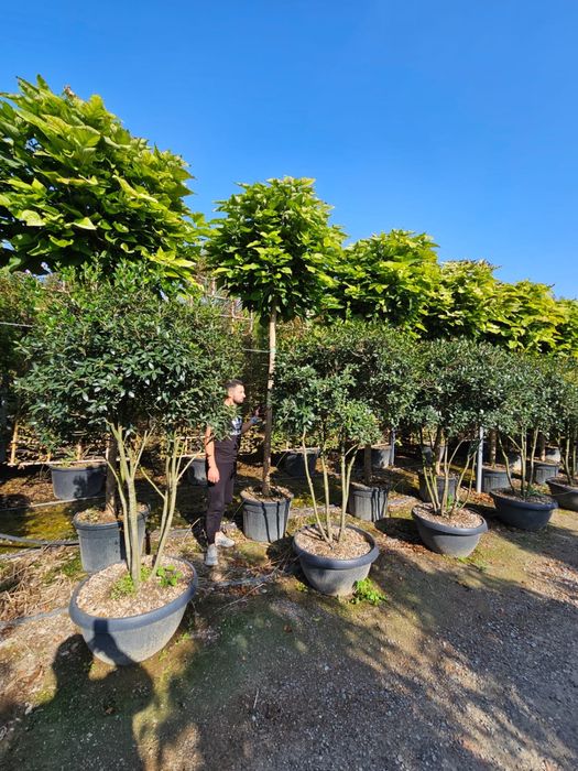 Carpinus cub. catalpa nana.