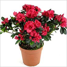 Комнатные цветы и растения