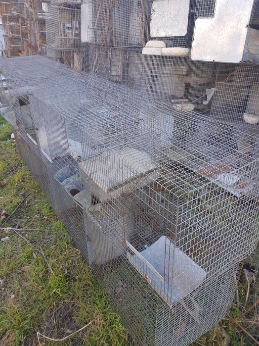 Vand custi chinchilla, iepuri, pasari