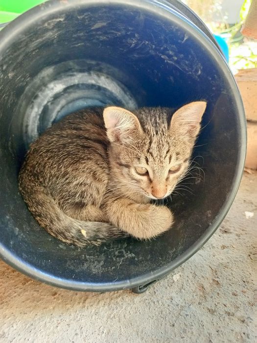 Котята, отдам бесплатно