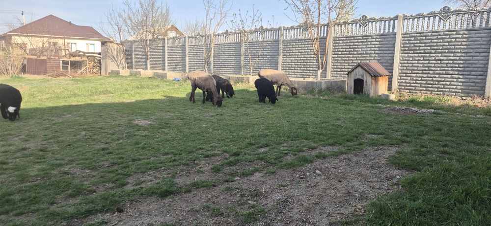 Қозылы қой сатылады