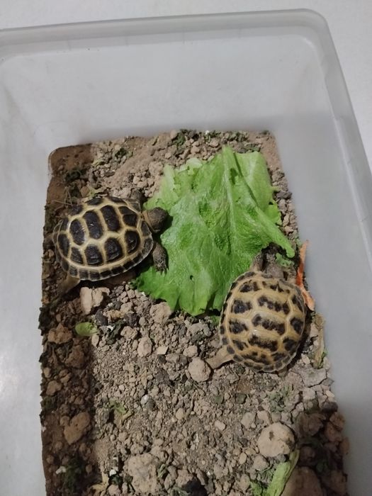 Черепашки детёныши активные здоровые