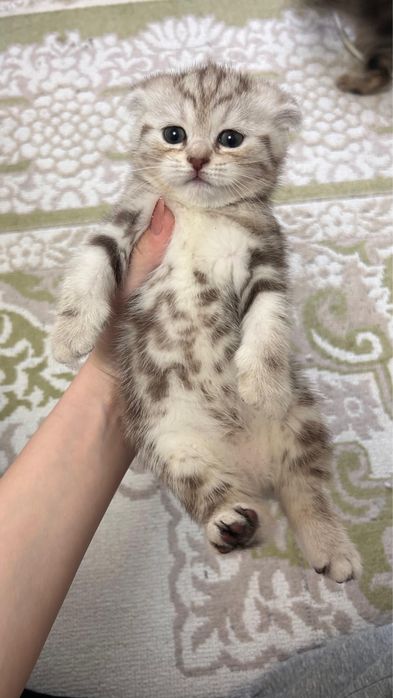 отдам котят в хорошие руки