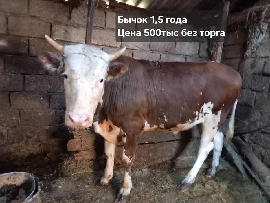 Продам скот тёлки, коровы, бычки