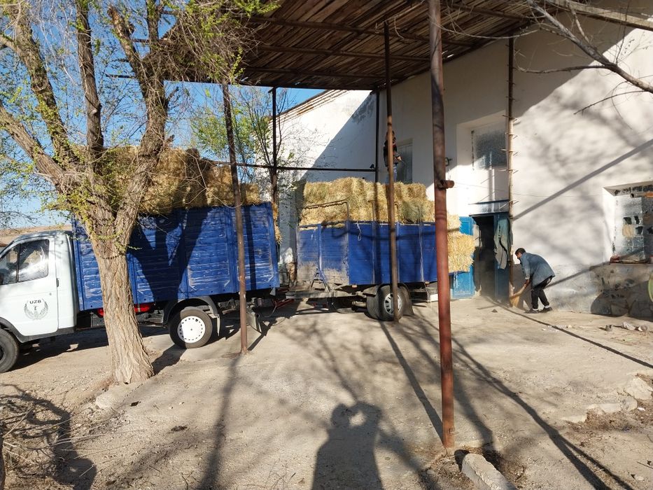 Gazel bartavoy sotiladi