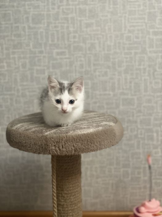 Котята бесплатно