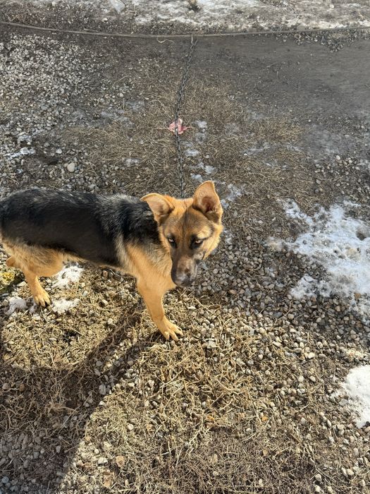 Немецкая овчарка