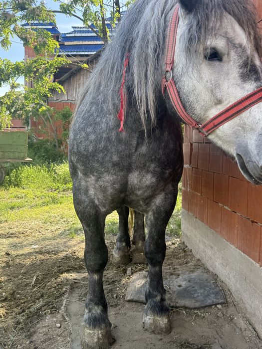 Iapa de vanzare de 4 ani