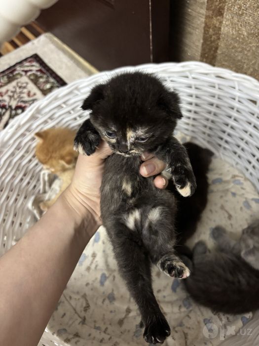 1 yarim oylik muwukcala oyisi bilan sotiladi