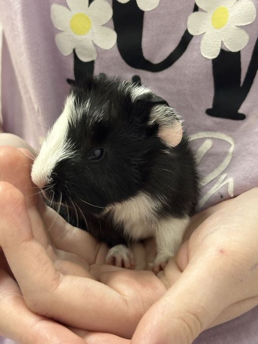 Милые малыши морской свинки