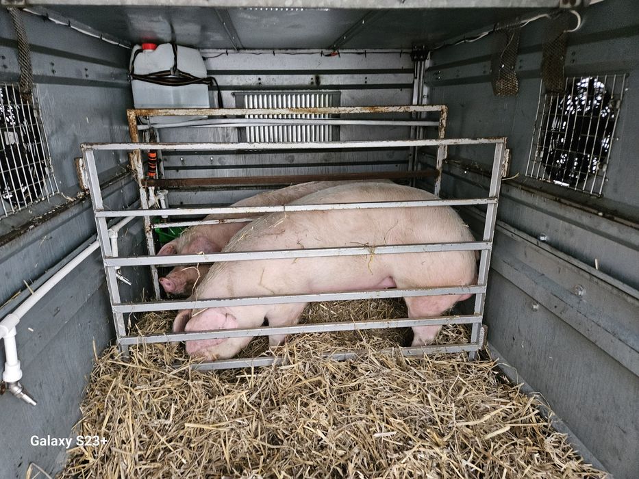 Transport animale vii