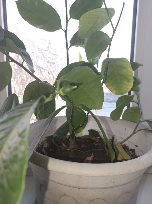 Дерево лимона молодое