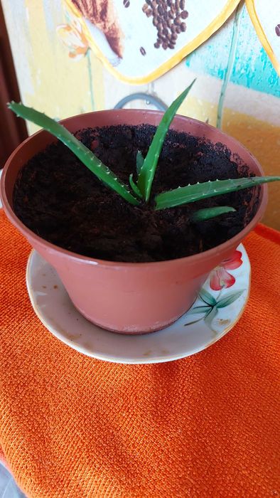 Продам комнатные цветы. Алоэ.