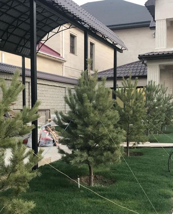 Саженцы ёлка сосна