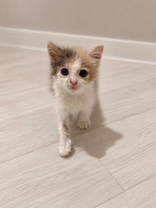 Котенок девочка  ищет дом! Костанай ! Привезем !