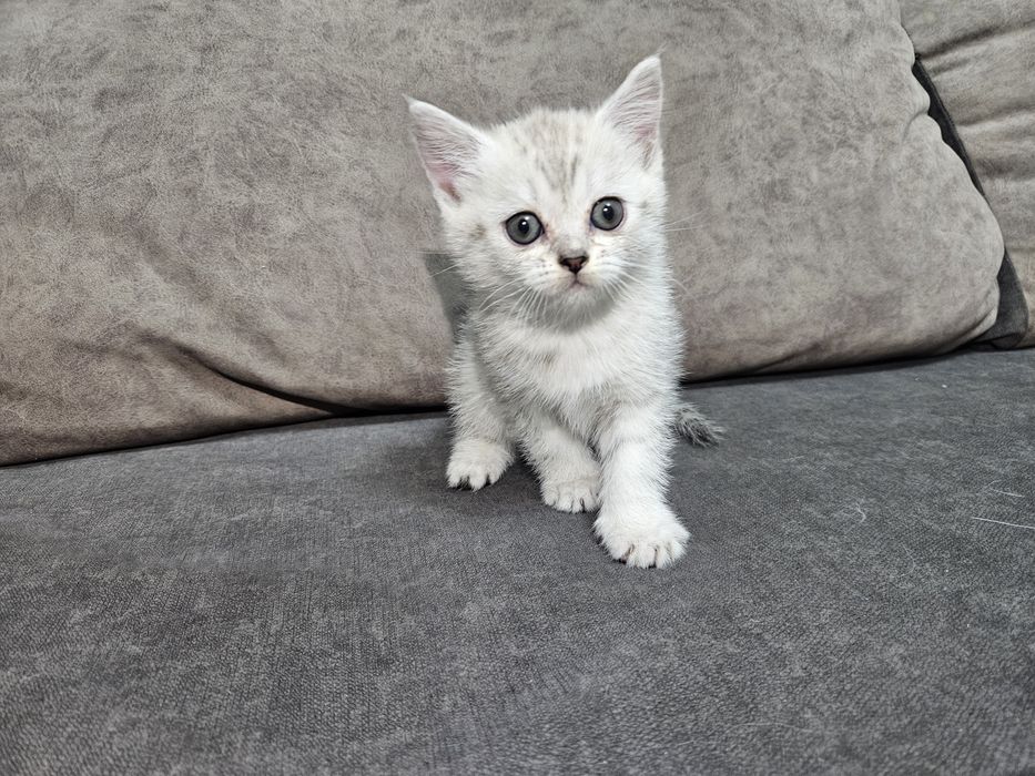 Котята скотиш страйт