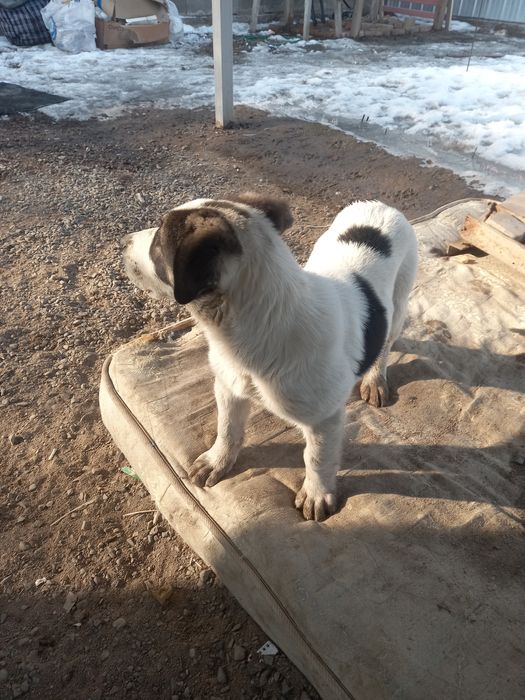 Щенок Алабай. Девочка