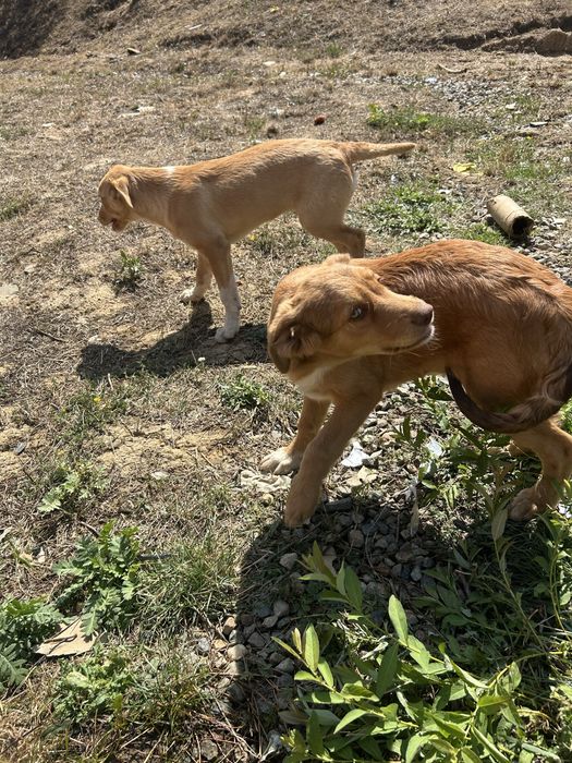 Căței spe adoptie