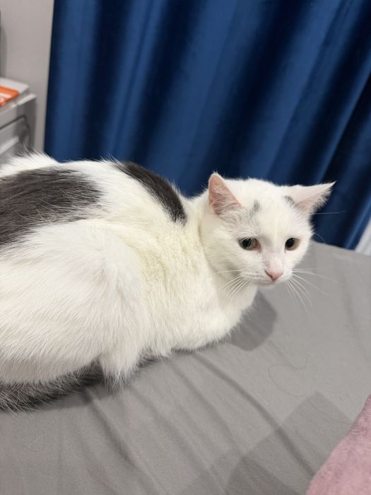 Отдам котенка в добрые руки