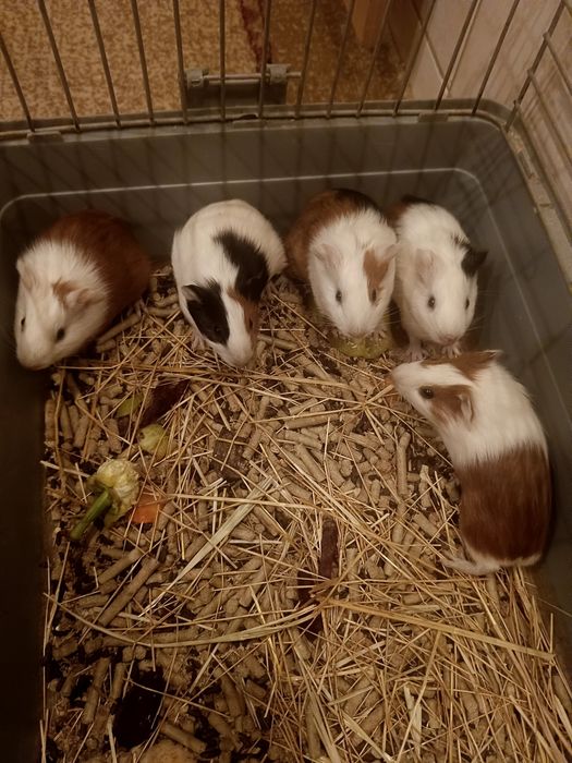 Морские    свинки