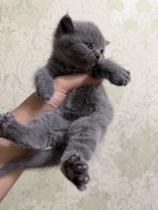 Tozza zotlik mushukchalar