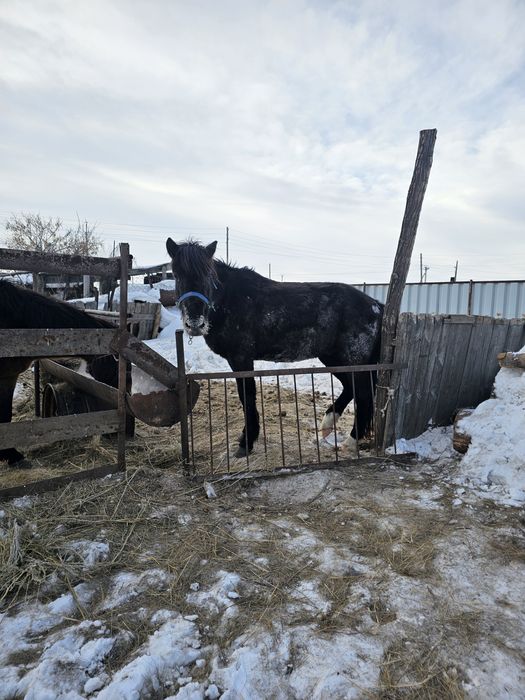 Осы донен аигыр сатылат 3жасар