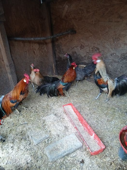 Oua incubat phoenix  cochinchina sebright chabo