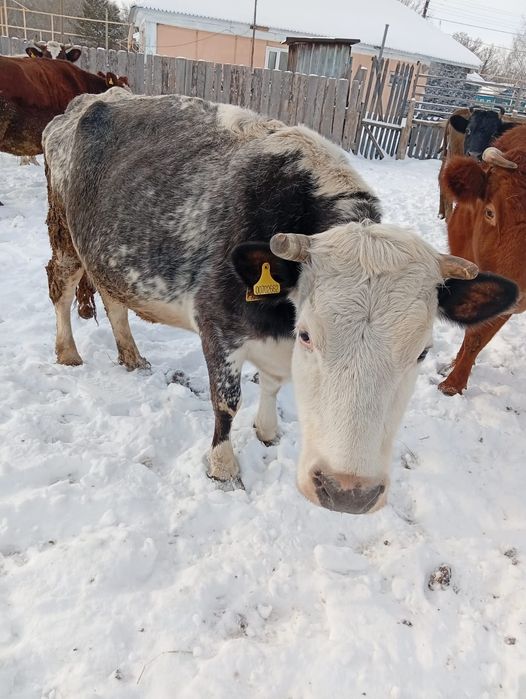 Продам бычок 1,4.