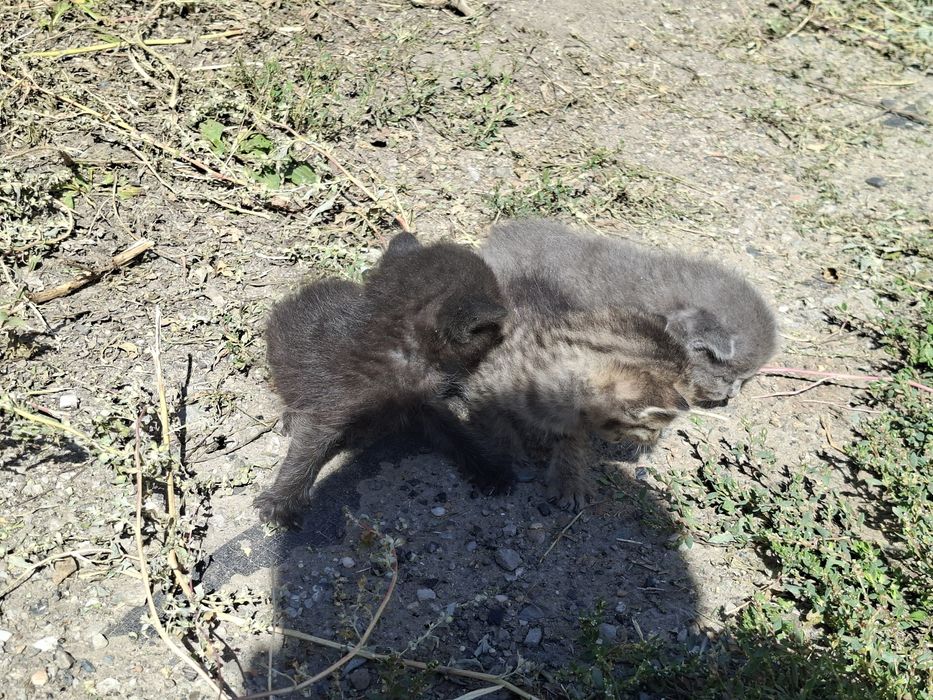 Породистые котята
