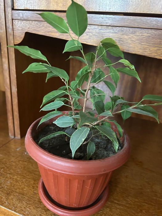 Комнатные растения разные