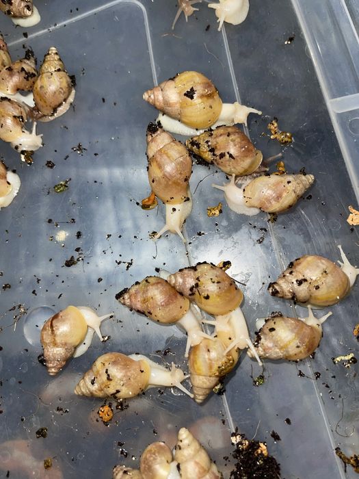 Ulitkalar sotuvdaa Nalichida bor