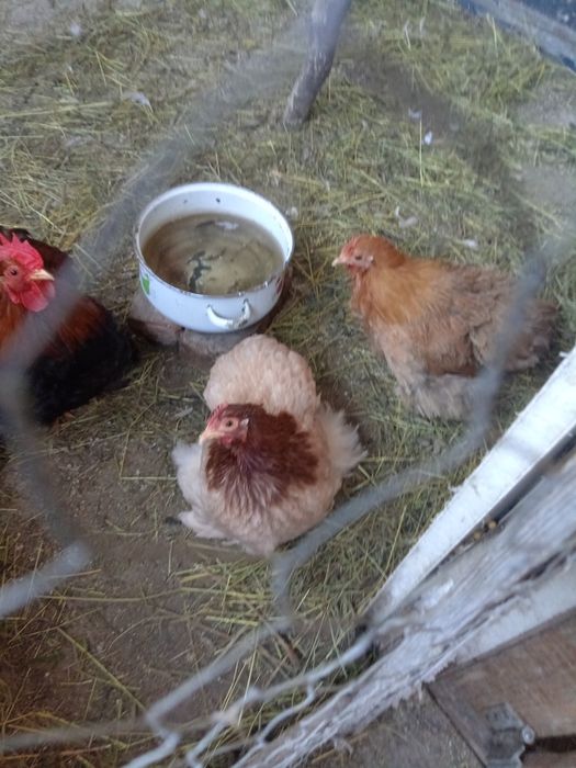 Vând o familiede chochinchin pitic