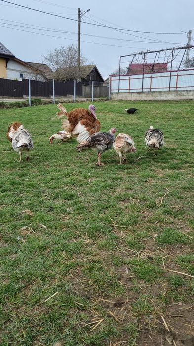 Disponibile oua de curcă.